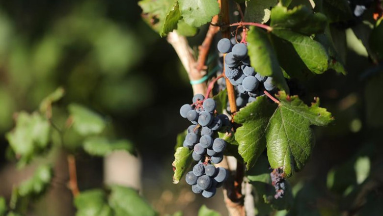 ep uvas en una vina durante la vendimia