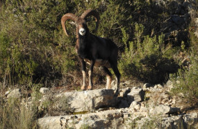 muflon reserva valenciana de caza muela de cortes