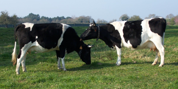 vaches bretonnes