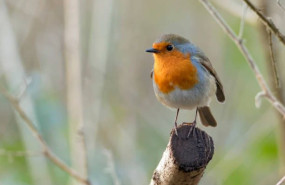 1238644 istockphoto 1030966828 612x612