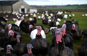 25tb turkeys1 jumbo 25tb turkeys1 jumbo