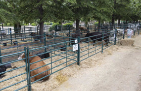 ep archivo   varias vacas de distintos tipos durante una muestra de ganaderia celebrada en el