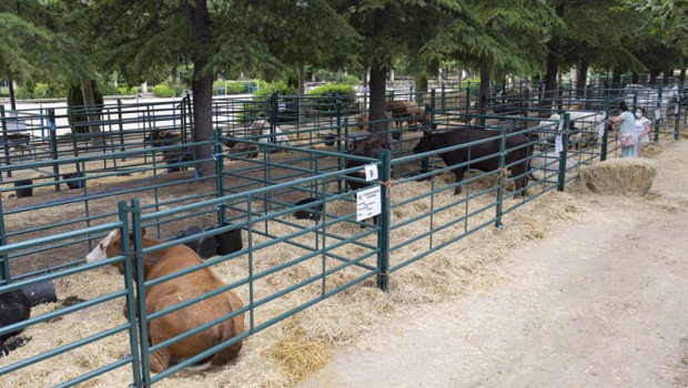 ep archivo   varias vacas de distintos tipos durante una muestra de ganaderia celebrada en el