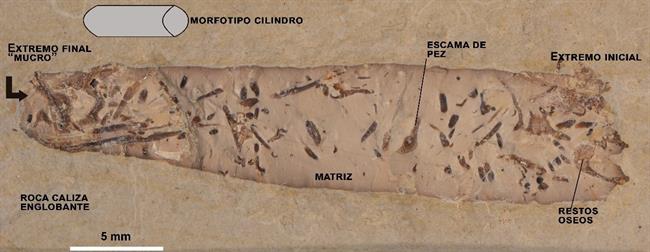 Heces fósiles revelan información sobre la vida en el Cretácico | UAM ep heces fosiles revelan informacionla vidacretacico