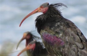 ep ibis eremita