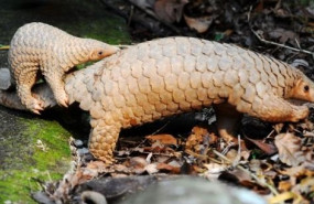 ep un pangolin malayo y su madre en el safari nocturno de singapur 2 de octubre de 2014