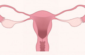 1571557600 uterus 3777765960 720