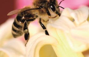 ep abeja 20190719142809