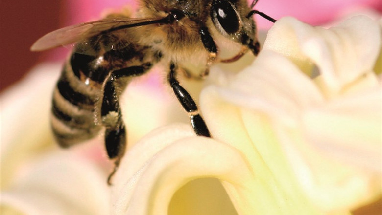 Abeja | CEDIDA - Archivo ep abeja 20190719142809