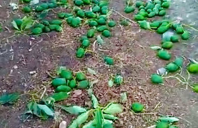 ep aguacates caidos al suelo