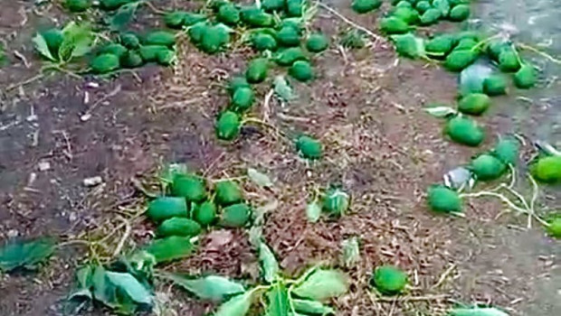 ep aguacates caidos al suelo