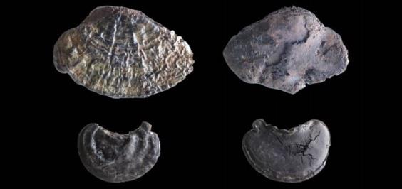 Algunos de los ejemplares de hongos 'Ganoderma adspersum' hallados en La Draga | CSIC ep algunoslos ejemplareshongos ganoderma adspersum halladosla draga
