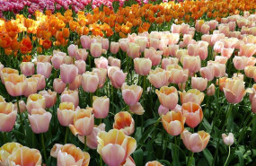ep imagen de unos tulipanes