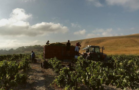 ep maquinas vendimiando uva en una vina del marco de jerez