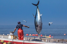 ep pesca de atun en la provincia