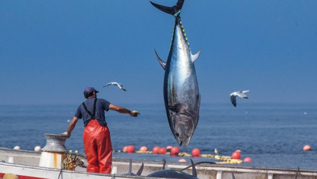 ep pesca de atun en la provincia