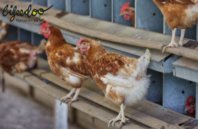 pienso ecologico pollos