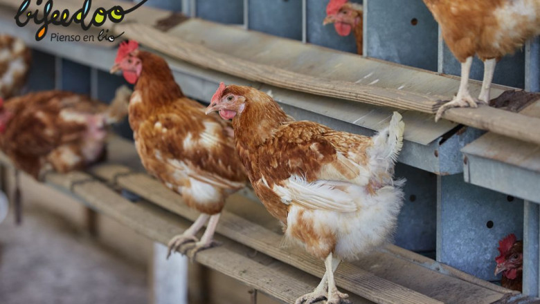 pienso ecologico pollos