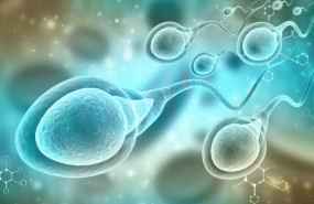 1633335284 espermatozoides