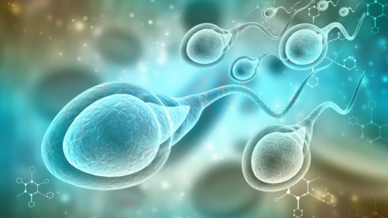 1633335284 espermatozoides