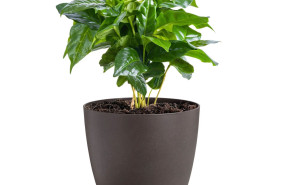 elho maceta nueva coleccion coffee 1 20240212103552 elho maceta nueva coleccion coffee 1 20240212103552