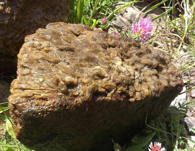 ep alga invasora mocoroca