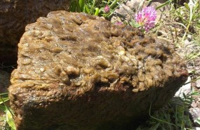 ep alga invasora mocoroca
