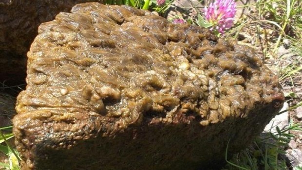 ep alga invasora mocoroca