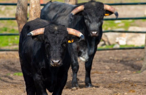 ep archivo   toros de lidia