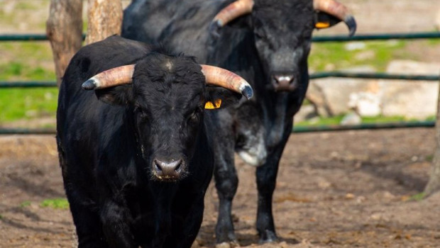 ep archivo   toros de lidia