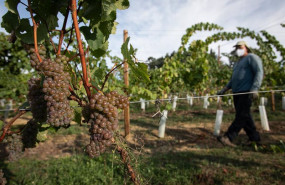 ep archivo - un trabajador de la bodega txabarri recoge uvas durante la vendimia para producir