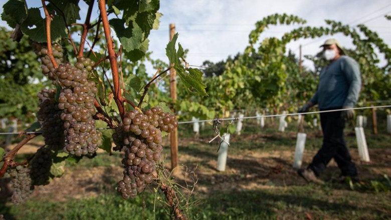 Archivo - Un trabajador de la Bodega Txabarri recoge uvas durante la vendimia para producir txakoli de Bizkaia | Iñaki Berasaluce - Europa Press - Archivo ep archivo - un trabajador de la bodega txabarri recoge uvas durante la vendimia para producir