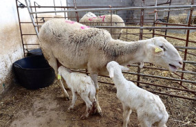 ep archivo   unos corderos con su madre en una explotacion ganadera