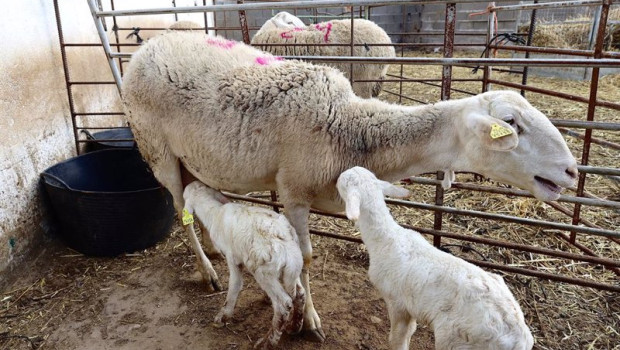 ep archivo   unos corderos con su madre en una explotacion ganadera