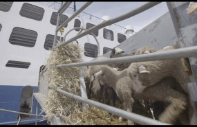 ep igualdad animal denuncia el traslado en barco de corderos sin condiciones de bienestar animal