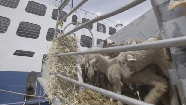 ep igualdad animal denuncia el traslado en barco de corderos sin condiciones de bienestar animal