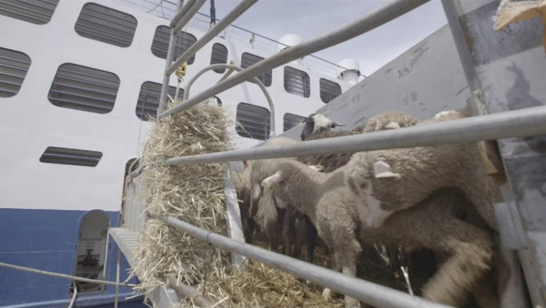 ep igualdad animal denuncia el traslado en barco de corderos sin condiciones de bienestar animal ep igualdad animal denuncia el traslado en barco de corderos sin condiciones de bienestar animal