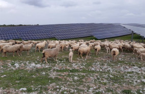 ep ovejas en la planta fotovoltaica nunez de balboa ii extremadura