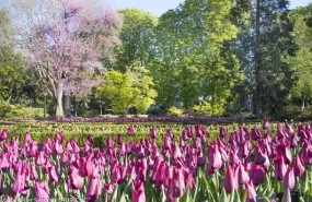 ep tulipanesreal jardin botanico primavera