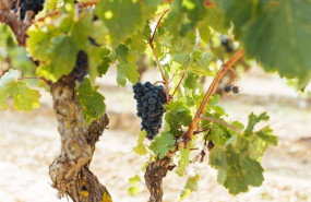 ep uva en un vinedo de rioja
