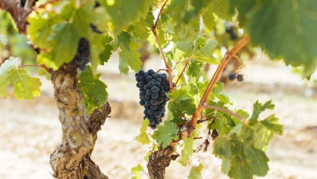 ep uva en un vinedo de rioja ep uva en un vinedo de rioja