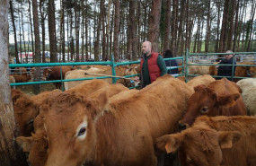 ep varias vacas durante la feria de muras lugo