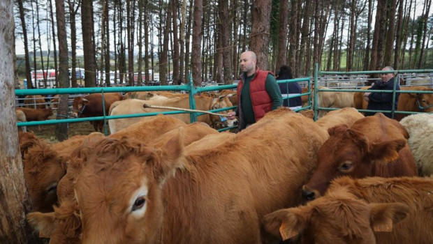 ep varias vacas durante la feria de muras lugo