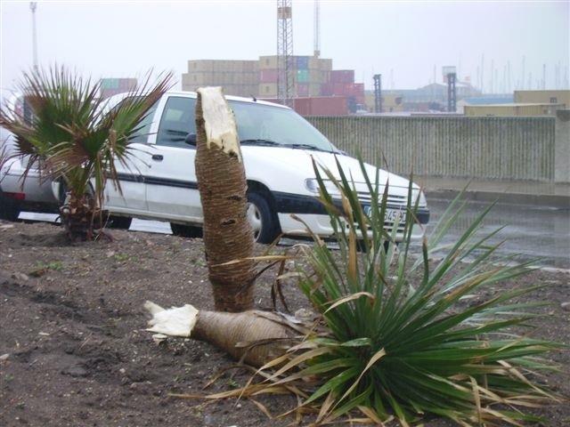 ep viento