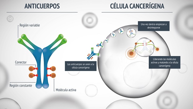 Infografía del anticuerpo conjugado | PharmaMar infografia pharmamar