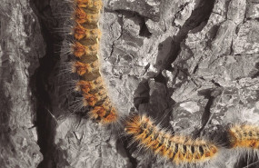 1600958533 oruga procesionaria