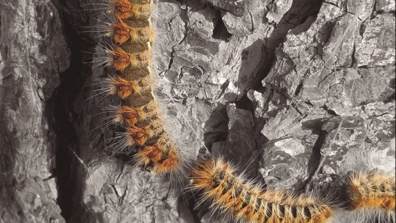 1600958533 oruga procesionaria