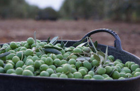 ep archivo   imagen de una recolecta de aceitunas