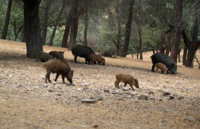 ep archivo jabalies en una imagen de archivo ep archivo jabalies en una imagen de archivo