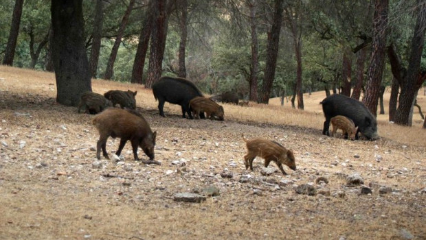 ep archivo jabalies en una imagen de archivo ep archivo jabalies en una imagen de archivo